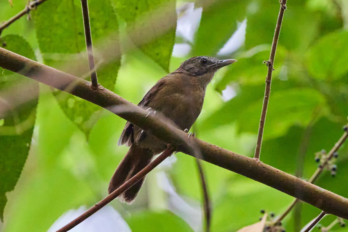 Brown Illadopsis - ML637005681
