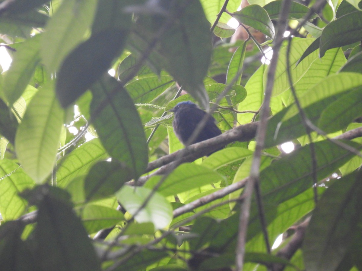Mavi Tepeli Manakin - ML637005708