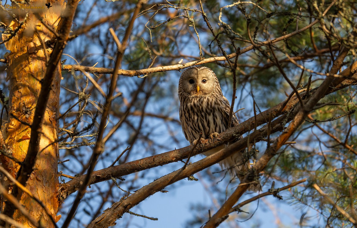 Ural Owl - ML637005720