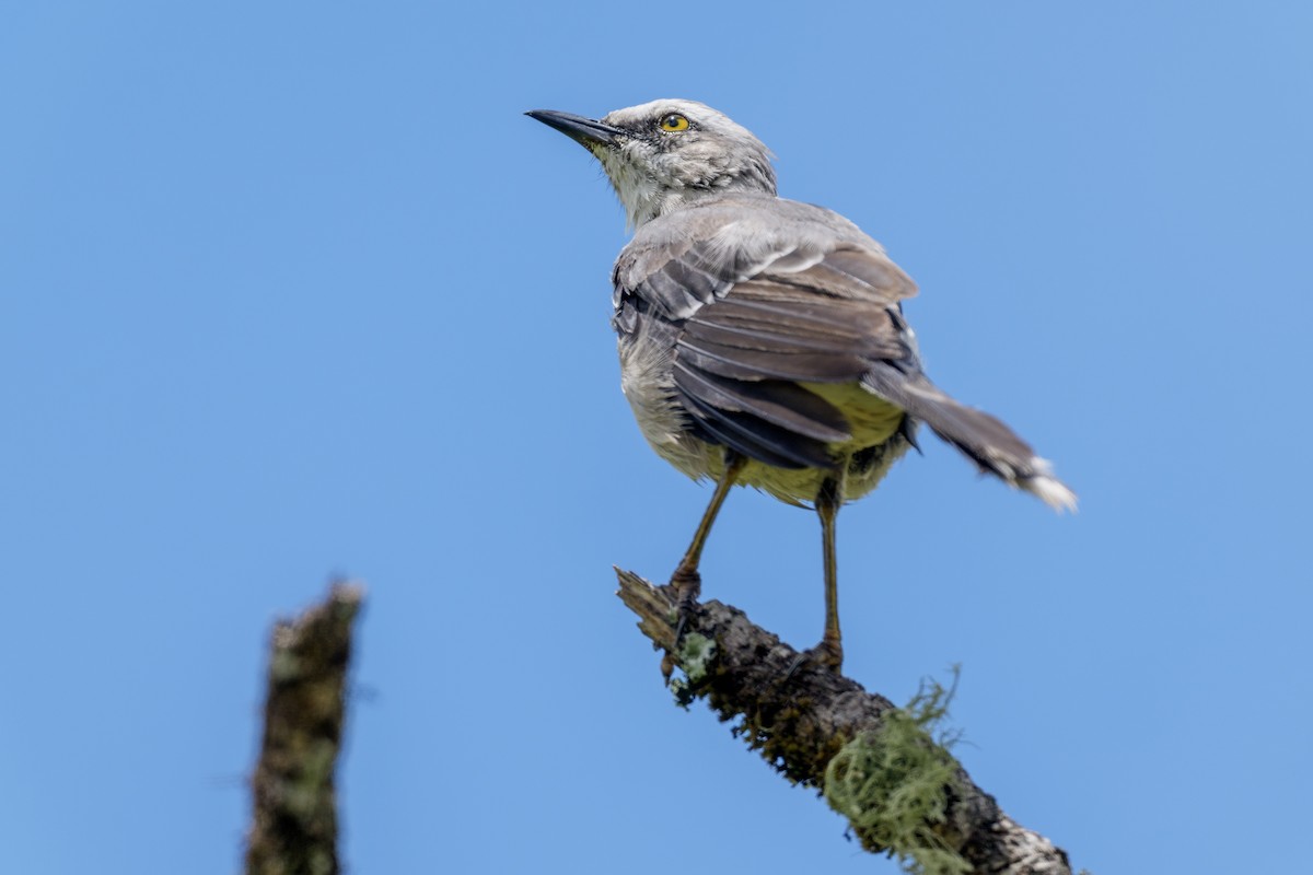 Tropical Mockingbird (Southern) - ML637005721