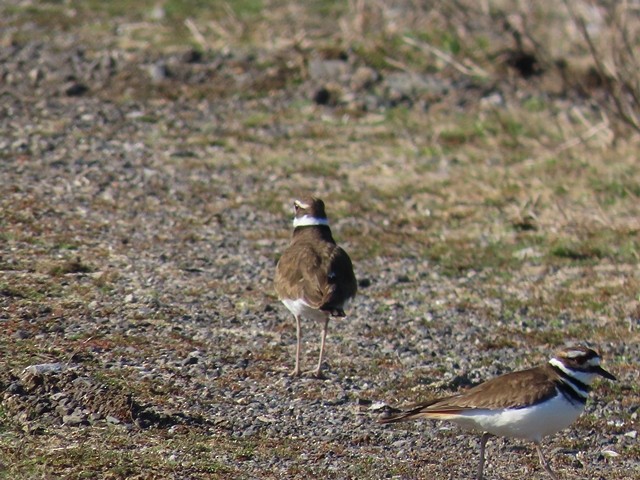 kulík rezavoocasý - ML637005877