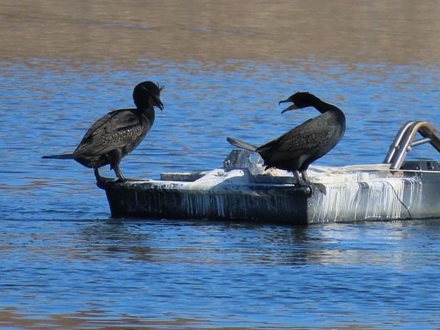 kormorán ušatý - ML637005878