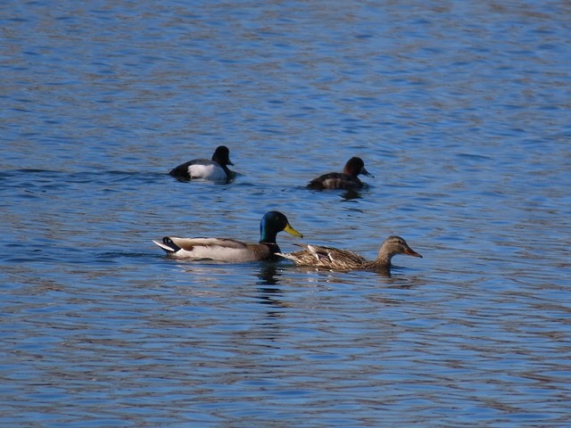 kachna divoká - ML637005913