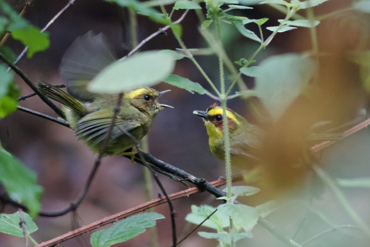 Golden-browed Warbler - ML637005927