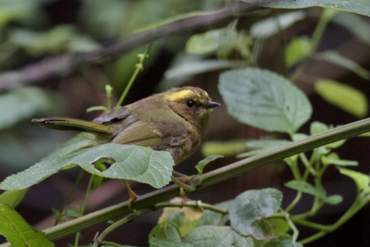 Golden-browed Warbler - ML637005984