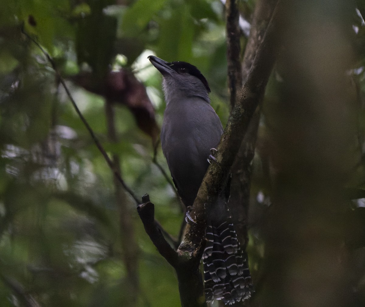 Giant Antshrike - ML637006010