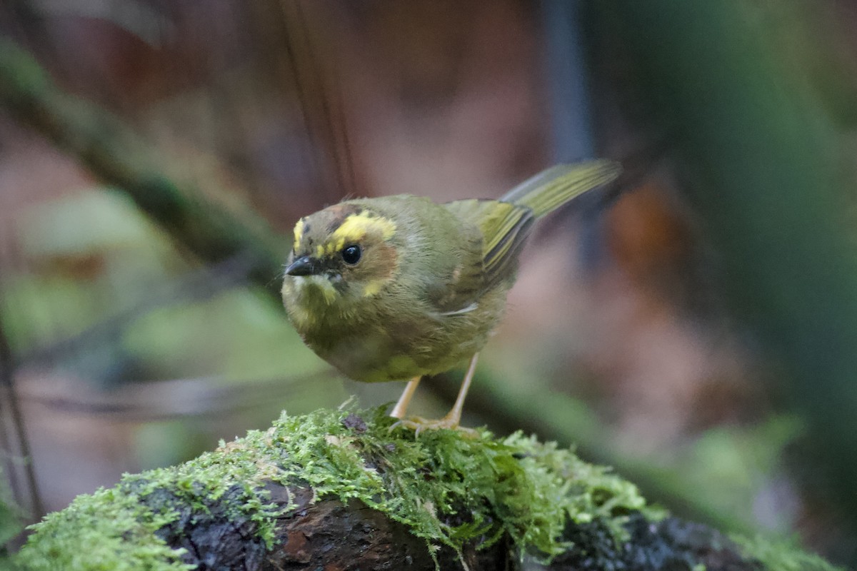 Golden-browed Warbler - ML637006013