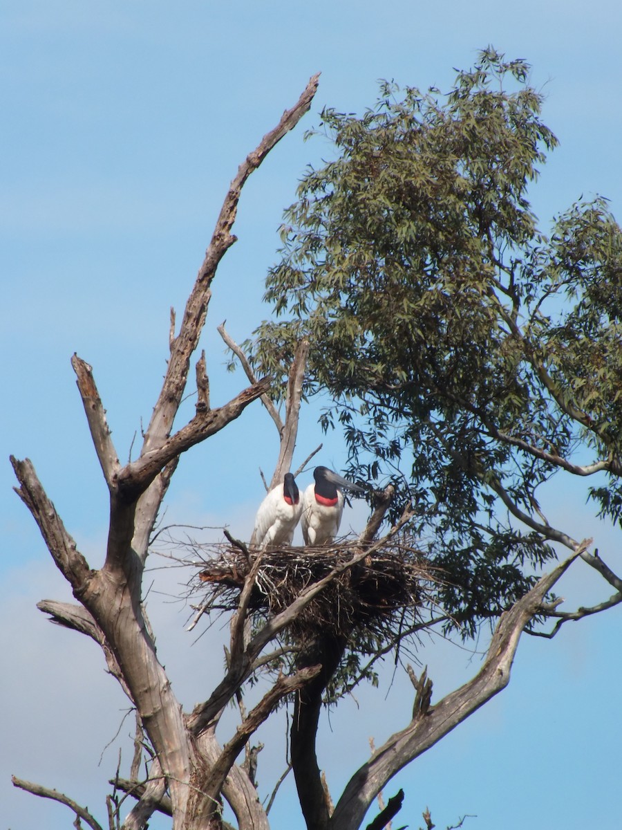 Jabiru - ML637006034
