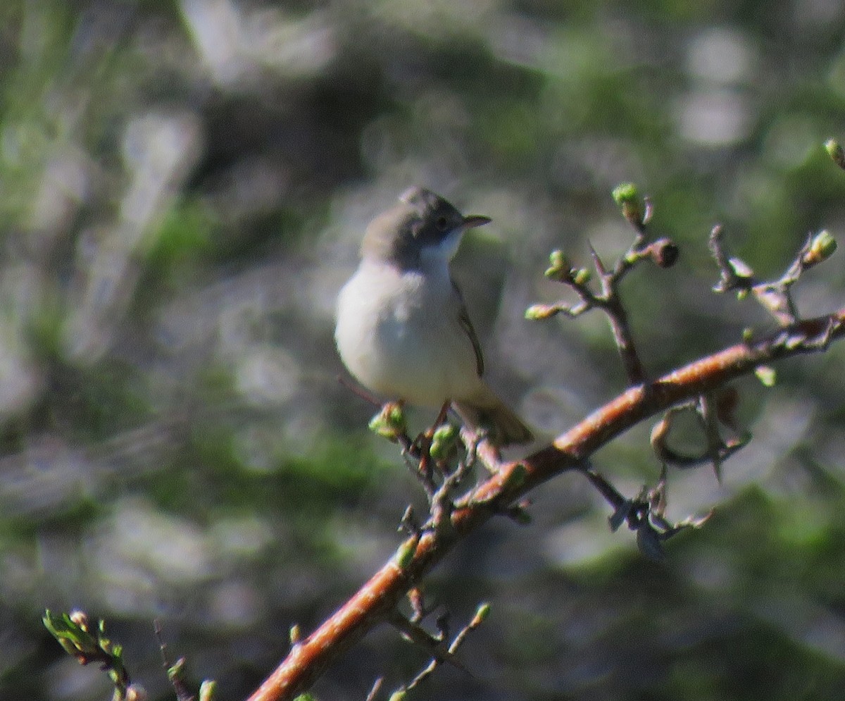 Greater Whitethroat - ML637006047