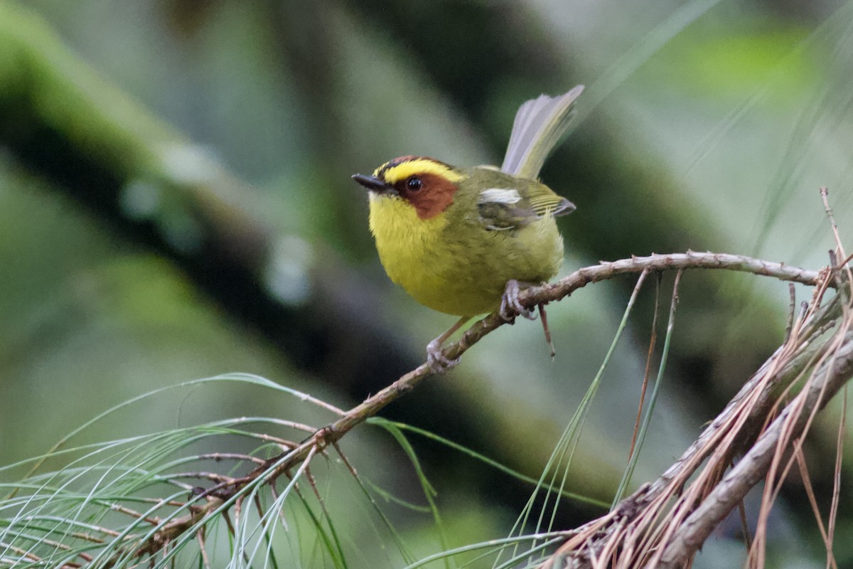 Golden-browed Warbler - ML637006117