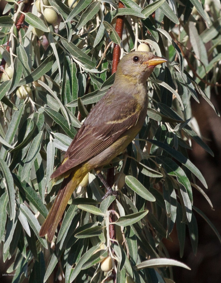 Batılı Piranga - ML637006132
