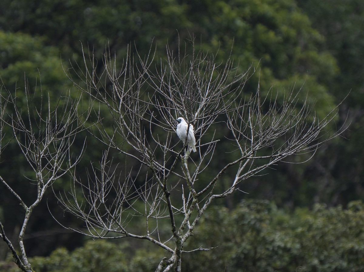 Bare-throated Bellbird - ML637006141