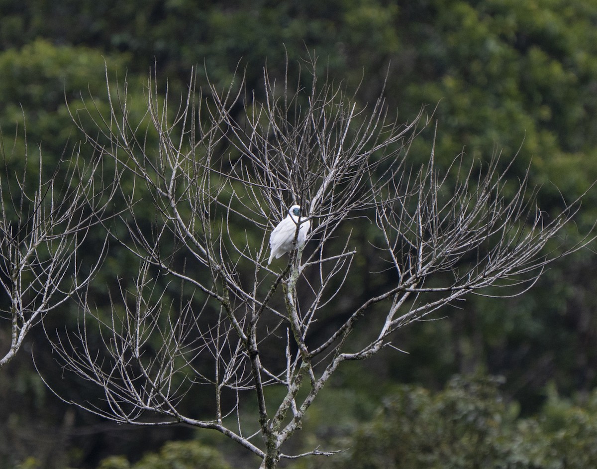 Bare-throated Bellbird - ML637006142