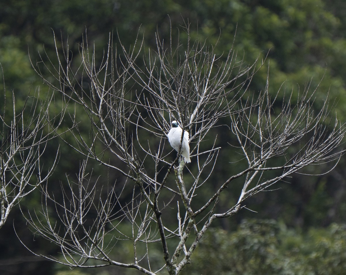 Bare-throated Bellbird - ML637006143