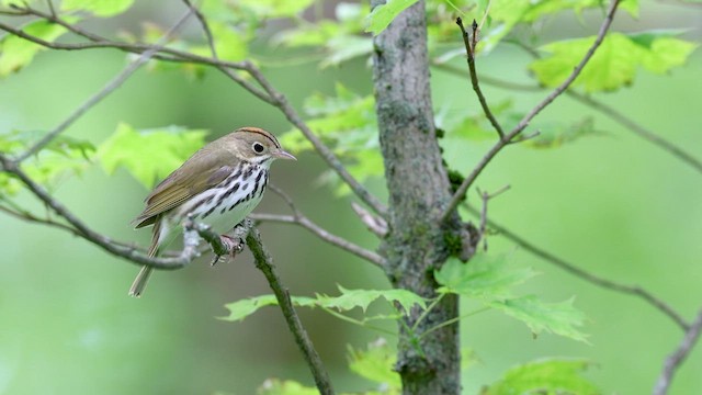 Ovenbird - ML637006155