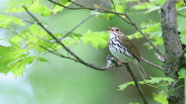 Ovenbird - ML637006166