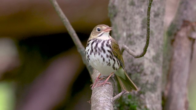 Ovenbird - ML637006167