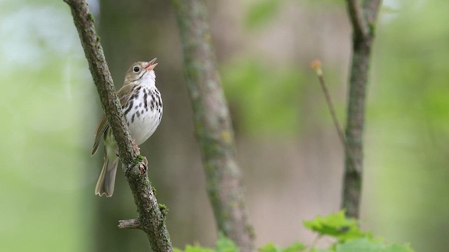 Ovenbird - ML637006175