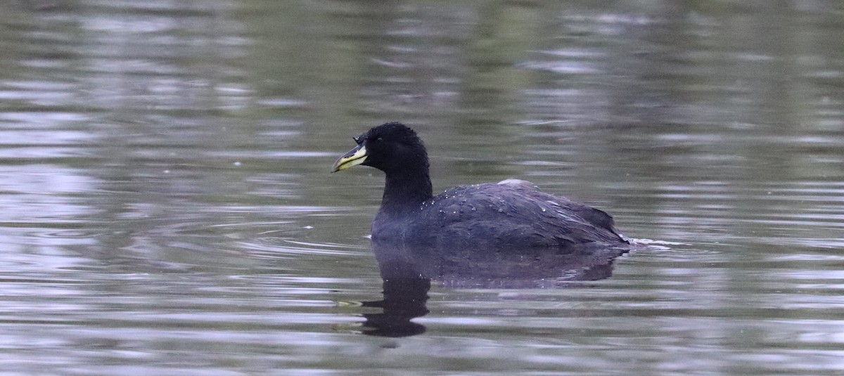 Horned Coot - ML637006177