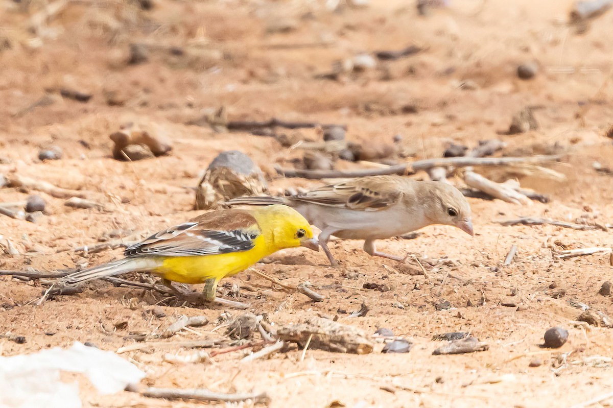 Sudan Golden Sparrow - ML637006264