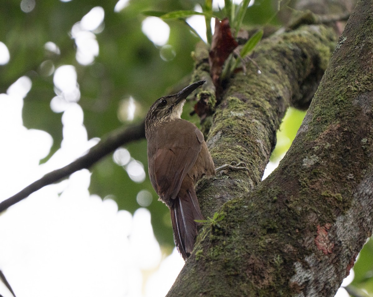 White-throated Woodcreeper - ML637006272