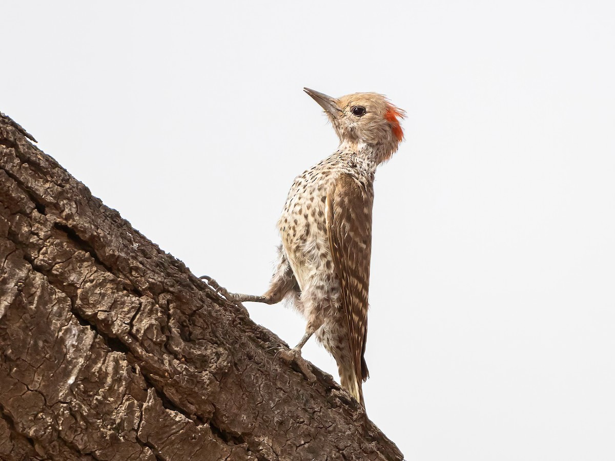 Little Gray Woodpecker - Manuel Fernandez-Bermejo