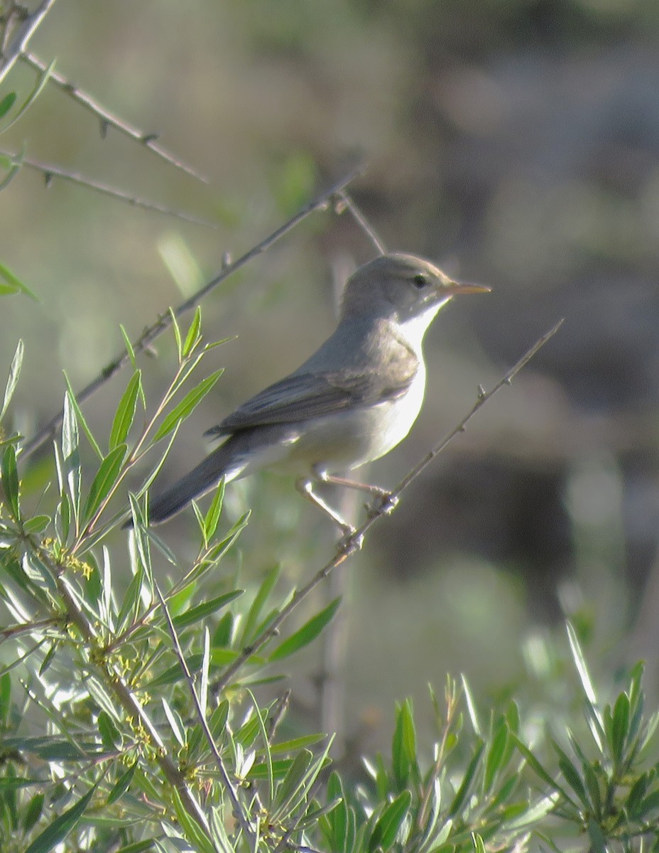 Upcher's Warbler - ML637006310