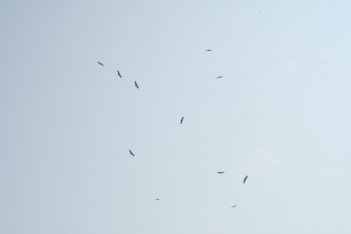 Eurasian Griffon - ML637006329