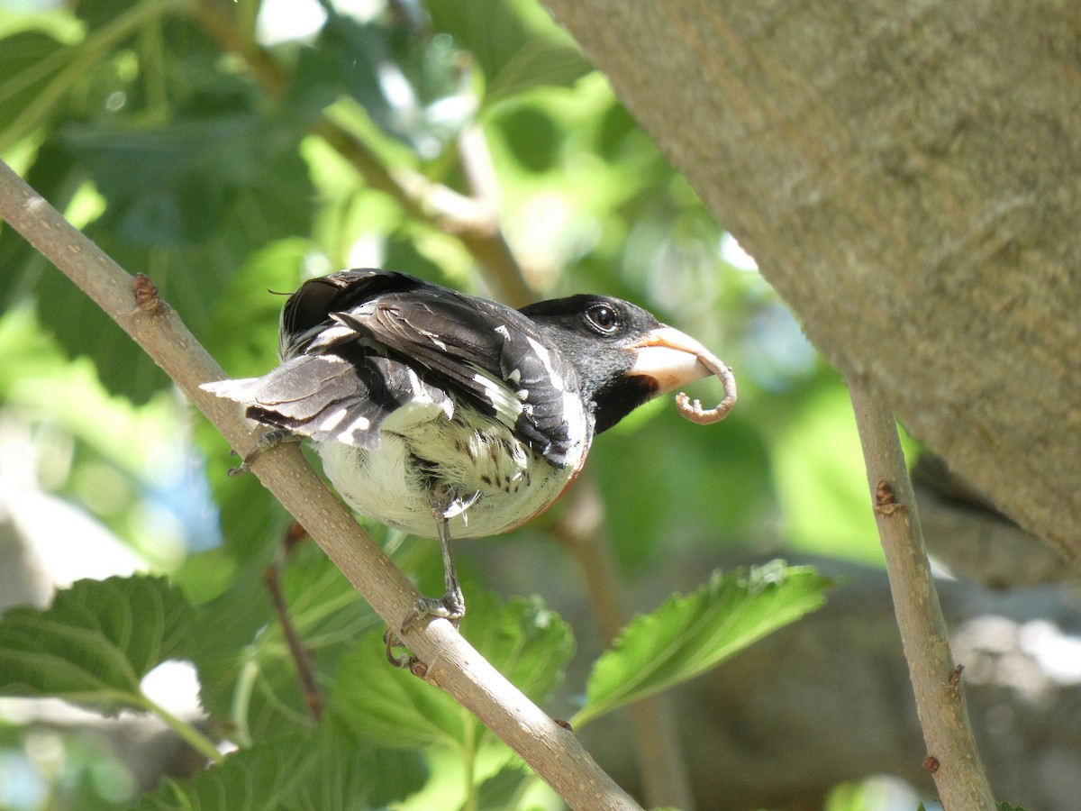 Rose-breasted Grosbeak - ML637006410