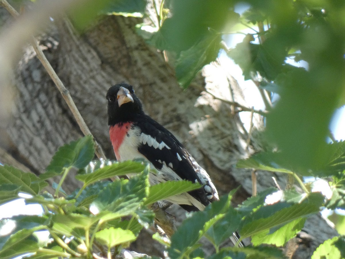 Rose-breasted Grosbeak - ML637006411