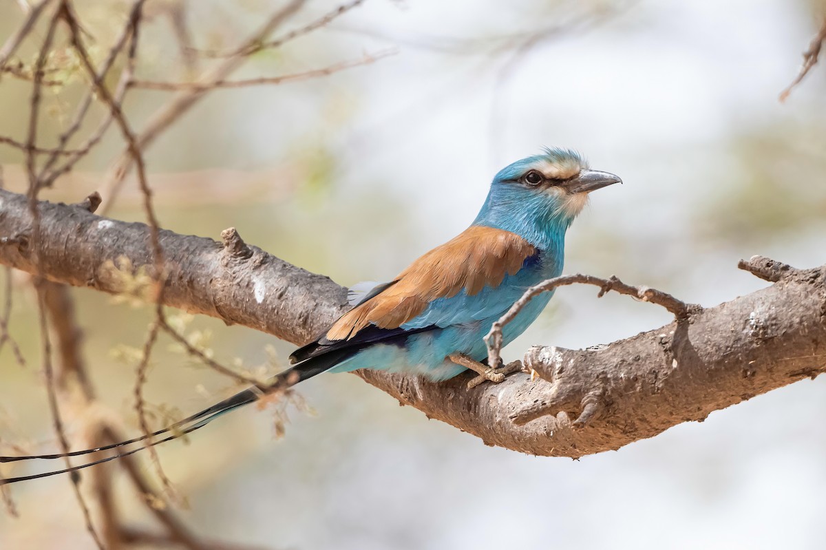 Abyssinian Roller - ML637006491