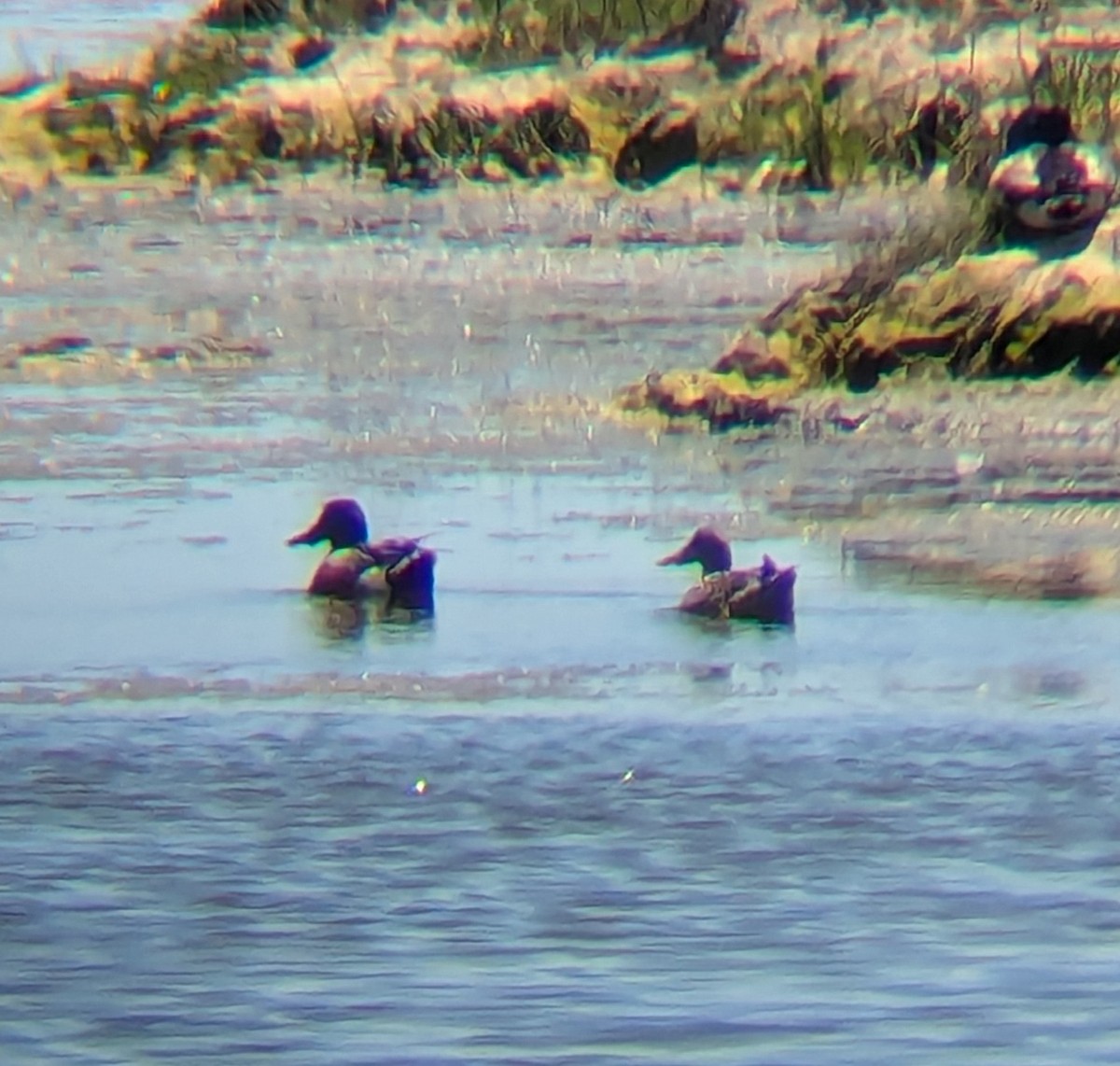 Northern Shoveler - ML637006507