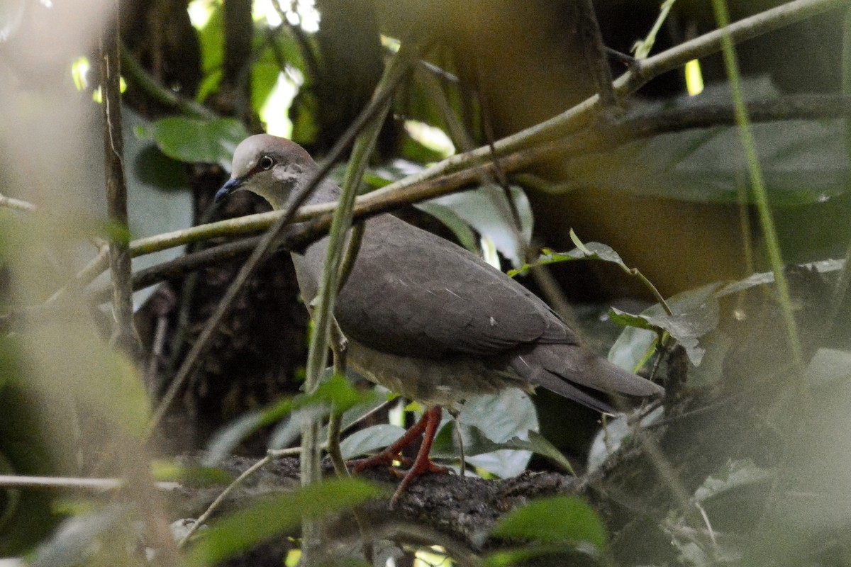 Gray-chested Dove - ML637006513