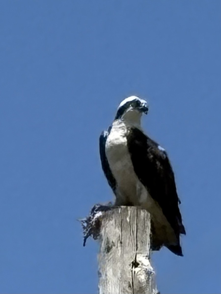 Osprey - ML637006749