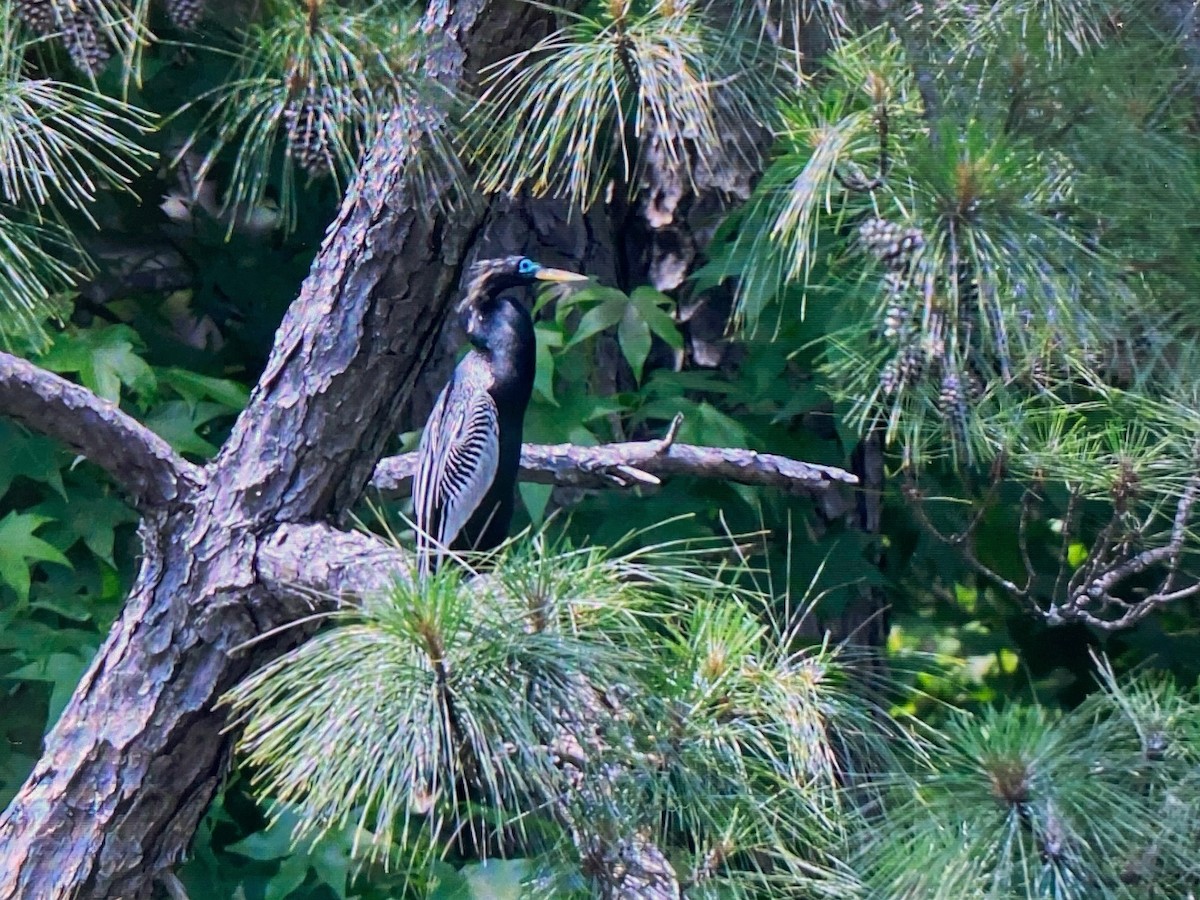 Anhinga - ML637006750