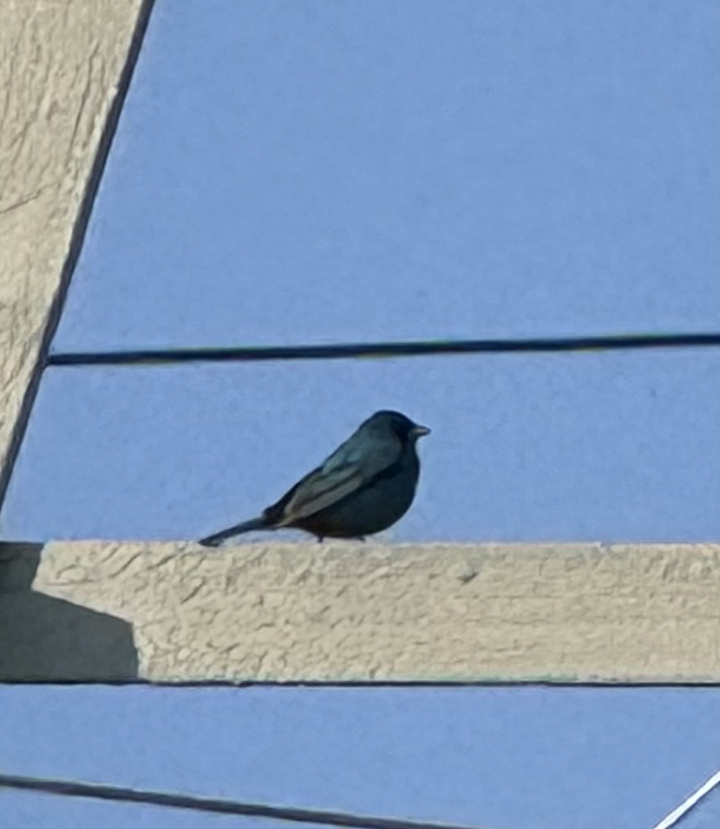 Indigo Bunting - ML637006897