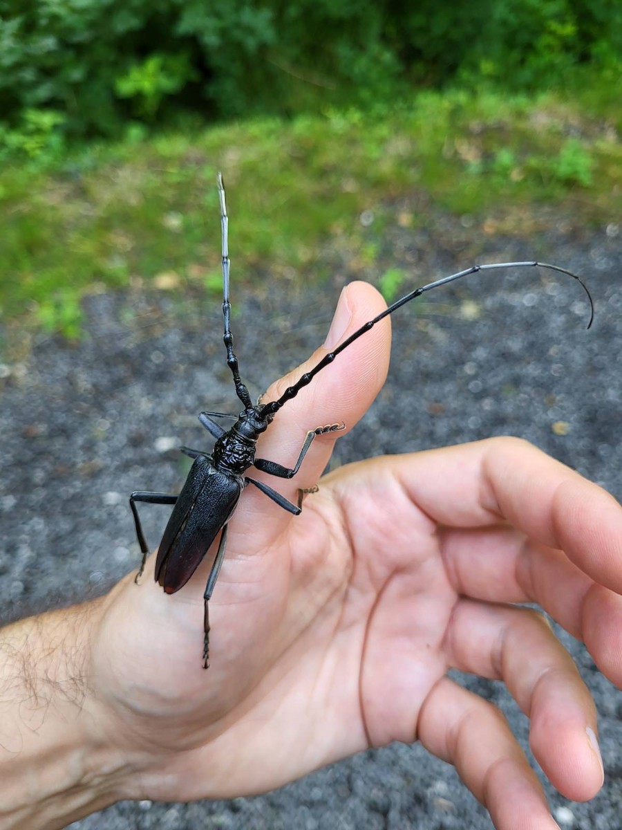 Great capricorn beetle - ML637006913