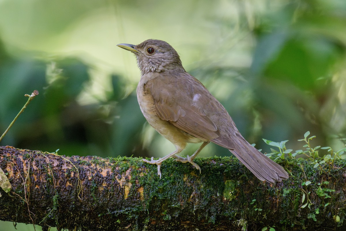 Pale-breasted Thrush - ML637006930