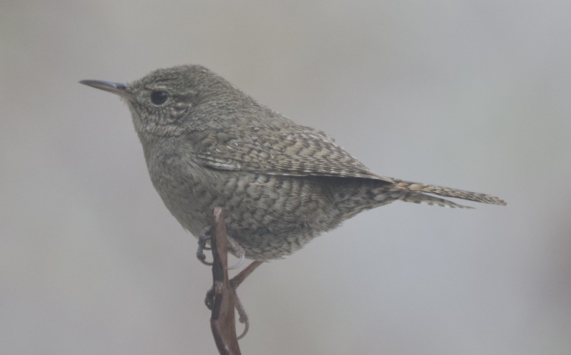 Northern House Wren - ML637006964