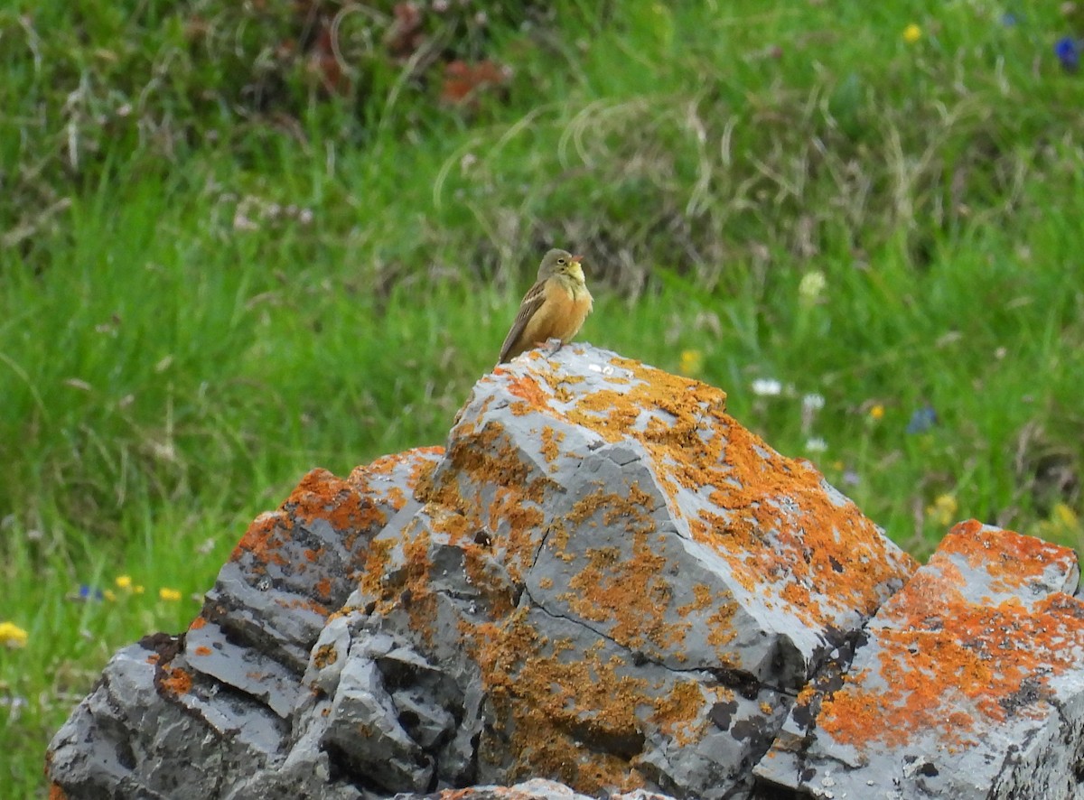 Ortolan Bunting - ML637007030