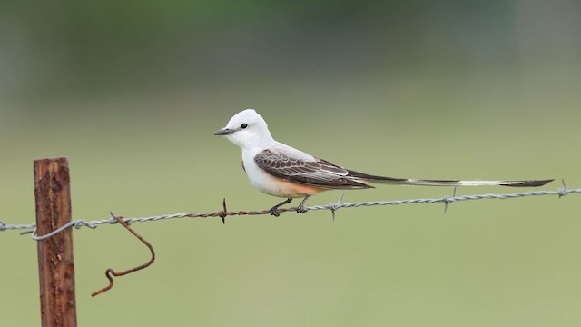 Scissor-tailed Flycatcher - ML637007078
