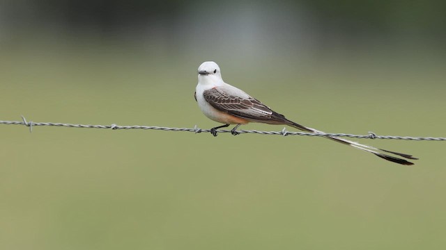 Scissor-tailed Flycatcher - ML637007083