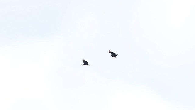 Black Vulture - ML637007100