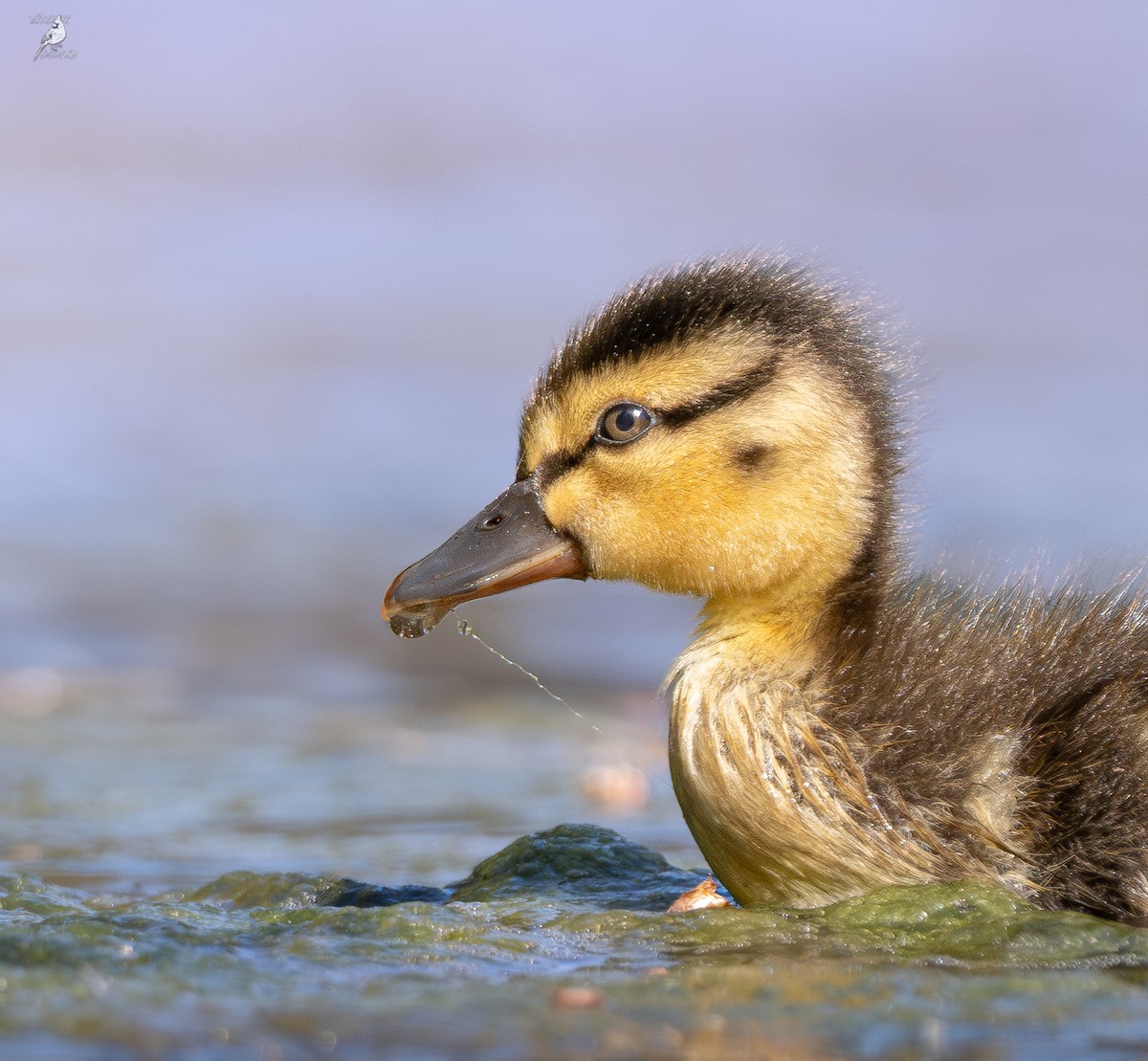 Mallard - ML637007135