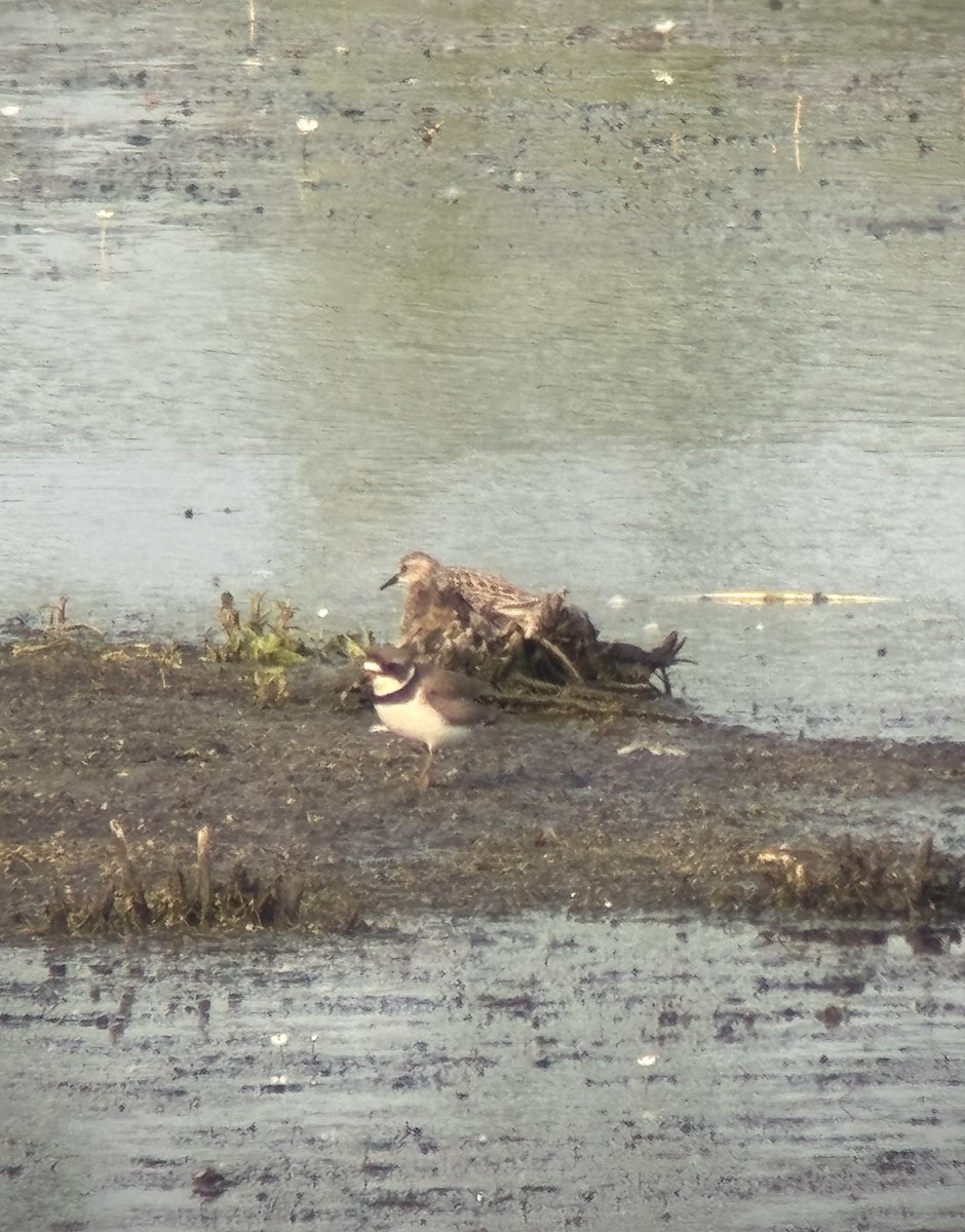 Semipalmated Plover - ML637007144