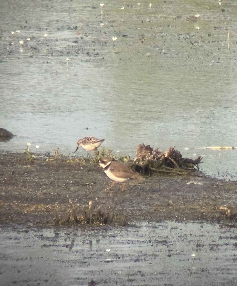 Semipalmated Plover - ML637007145