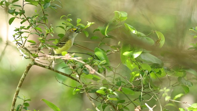 White-eyed Vireo - ML637007260