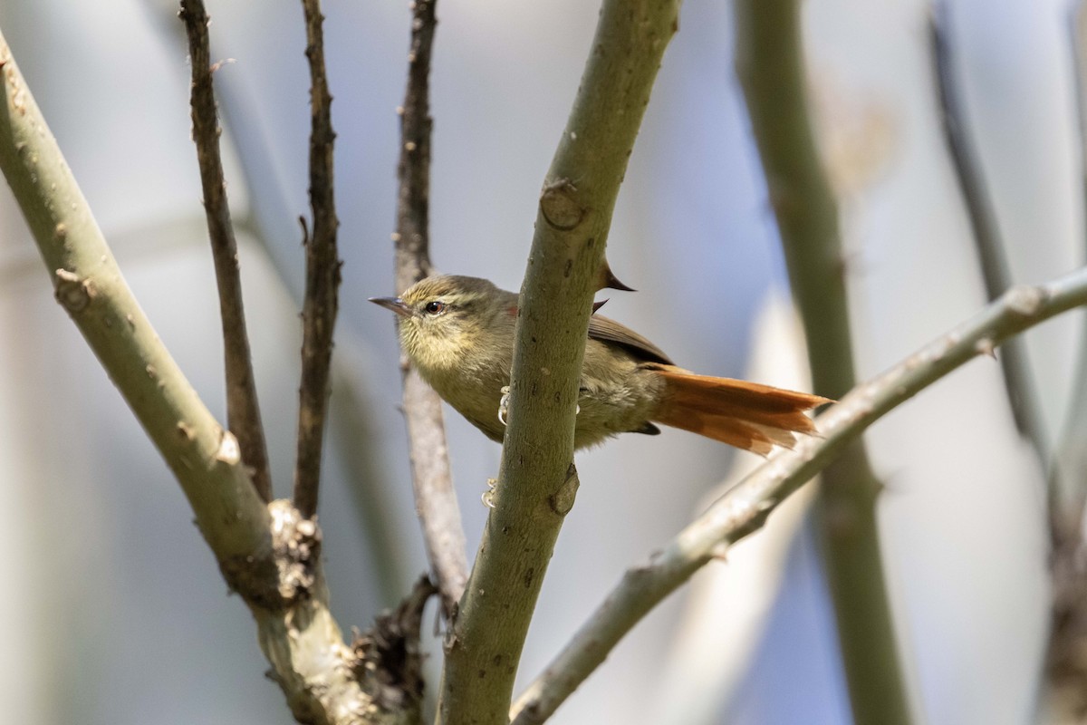 Olive Spinetail - ML637007278