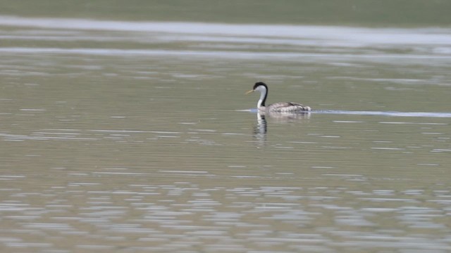 Western Grebe - ML637007281