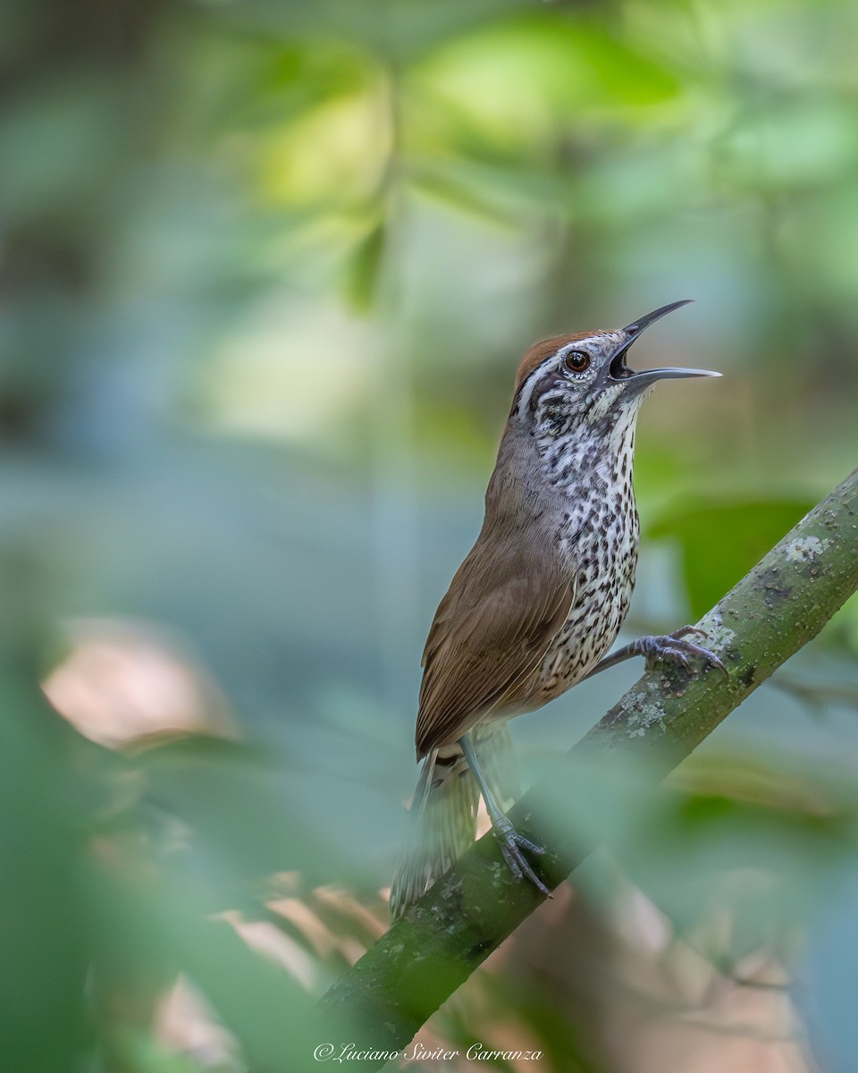 Spot-breasted Wren - ML637007321